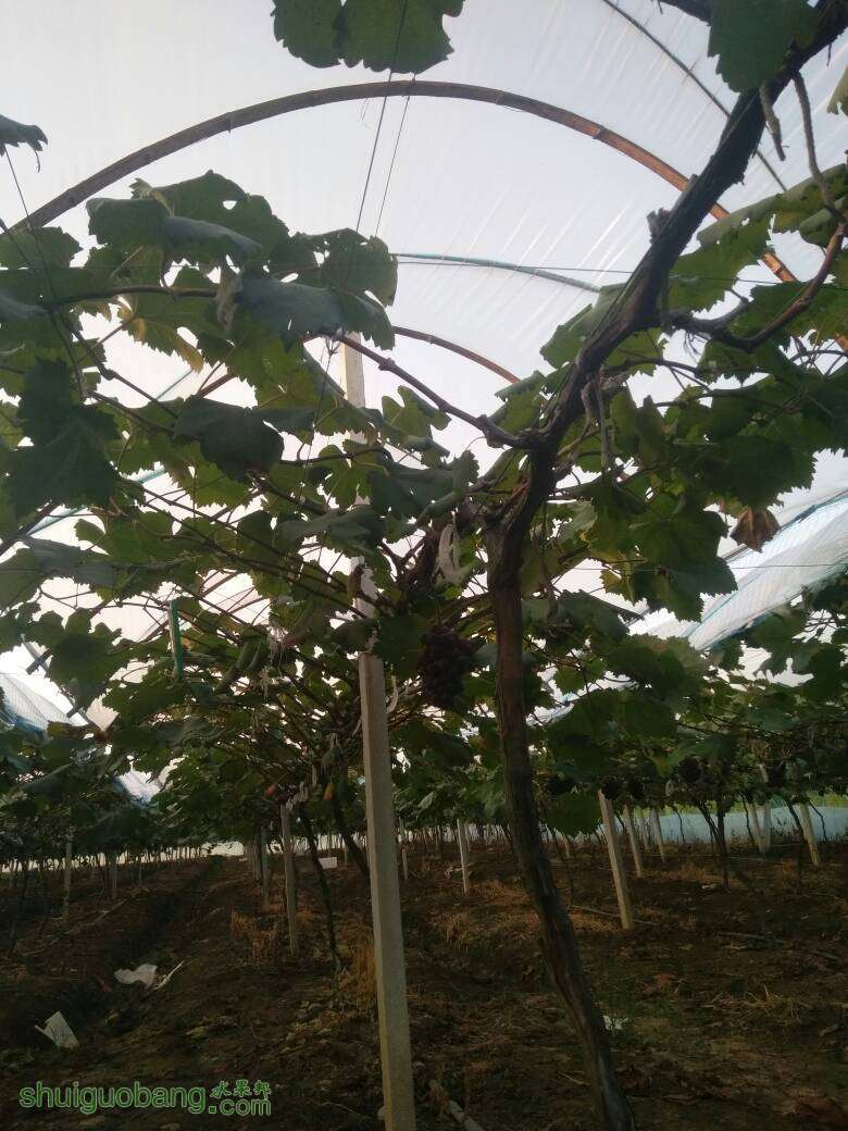 214500lmrmtree88g8gegm.jpg
