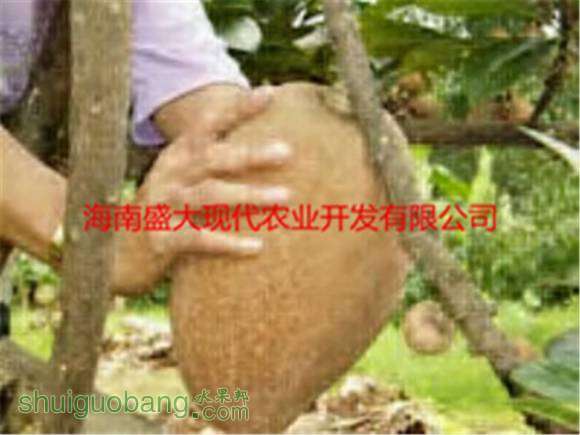 62Mame Sapote Buah Besar.jpg