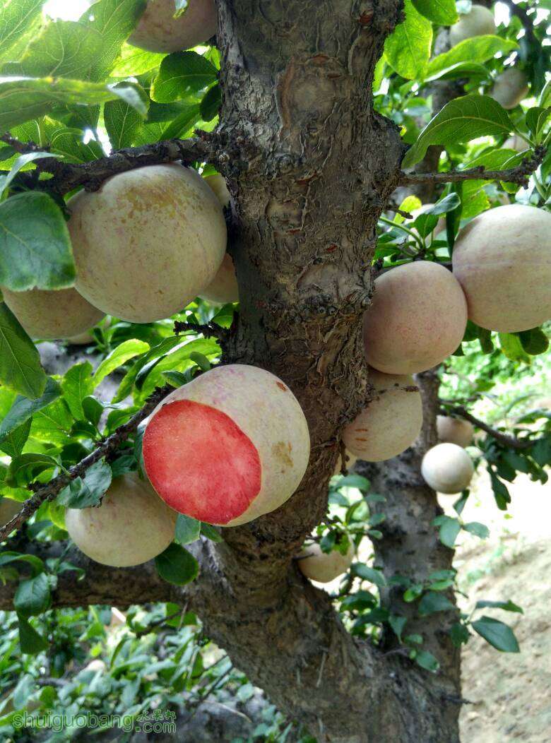 论坛 69 ≡北方果树区≡ 69 李树论坛 69 恐龙蛋熟了