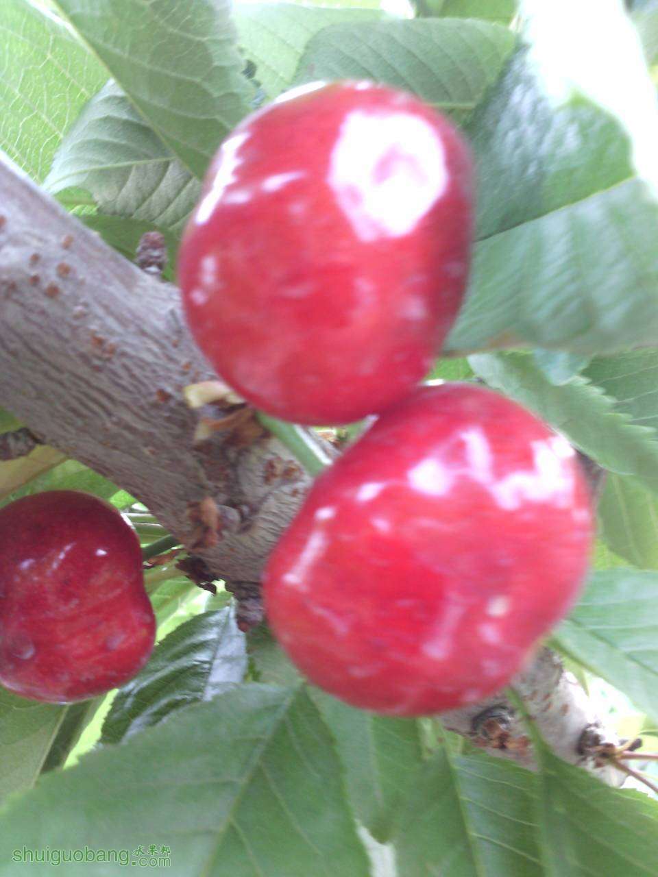 201351kslicfi00777wsnb.jpg