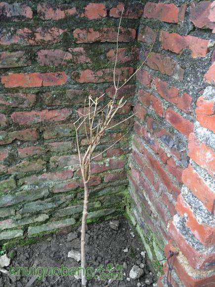 49գ²20죬ʼѿˡ