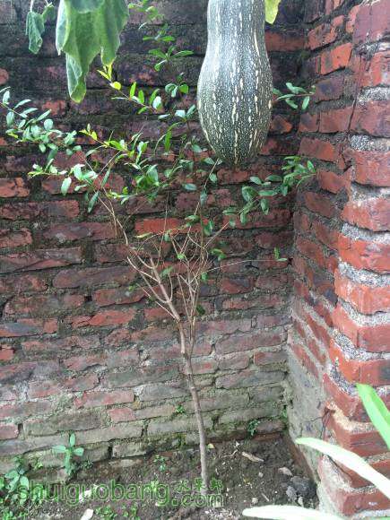 87գ֦ܶˣֻʣϡ輸ϸˡ