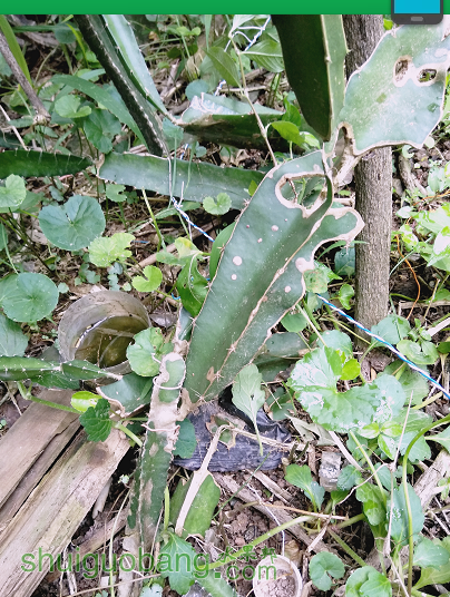 �����֦����ϸ������һ���ʴ�