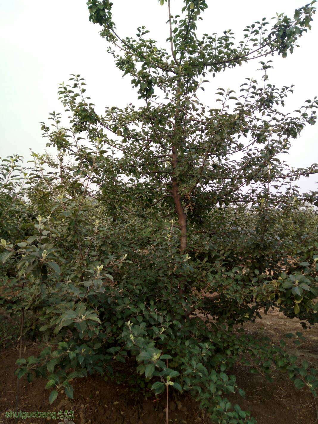 080947brr1aiun81p1naup.jpg