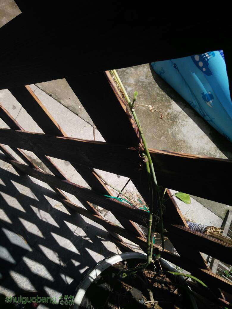 123057d7z9pv1tppfr6zp7.jpg