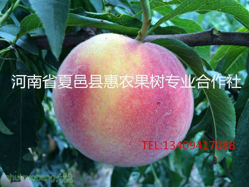082605vm7amd46w73prq3r.jpeg