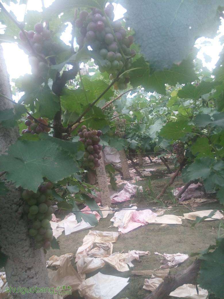 203709kkkyakaofaqzwkqa.jpg