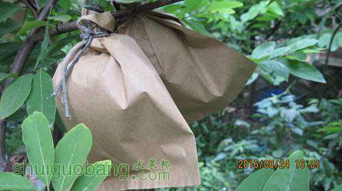 番荔枝套袋 - 番荔枝(释迦) - 水果邦农人之家论坛