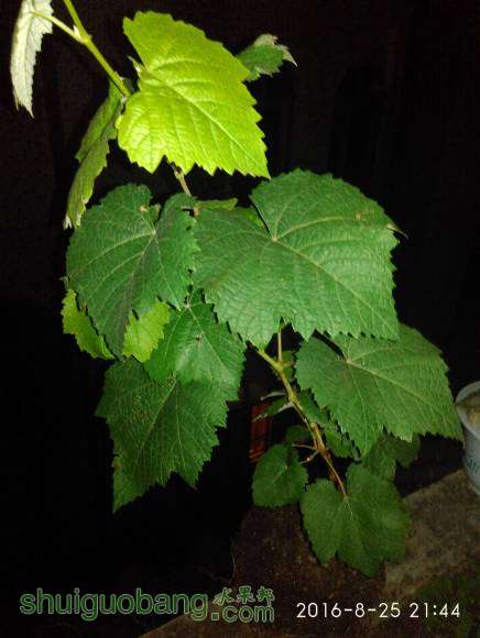 IMG_20160825_214413.jpg