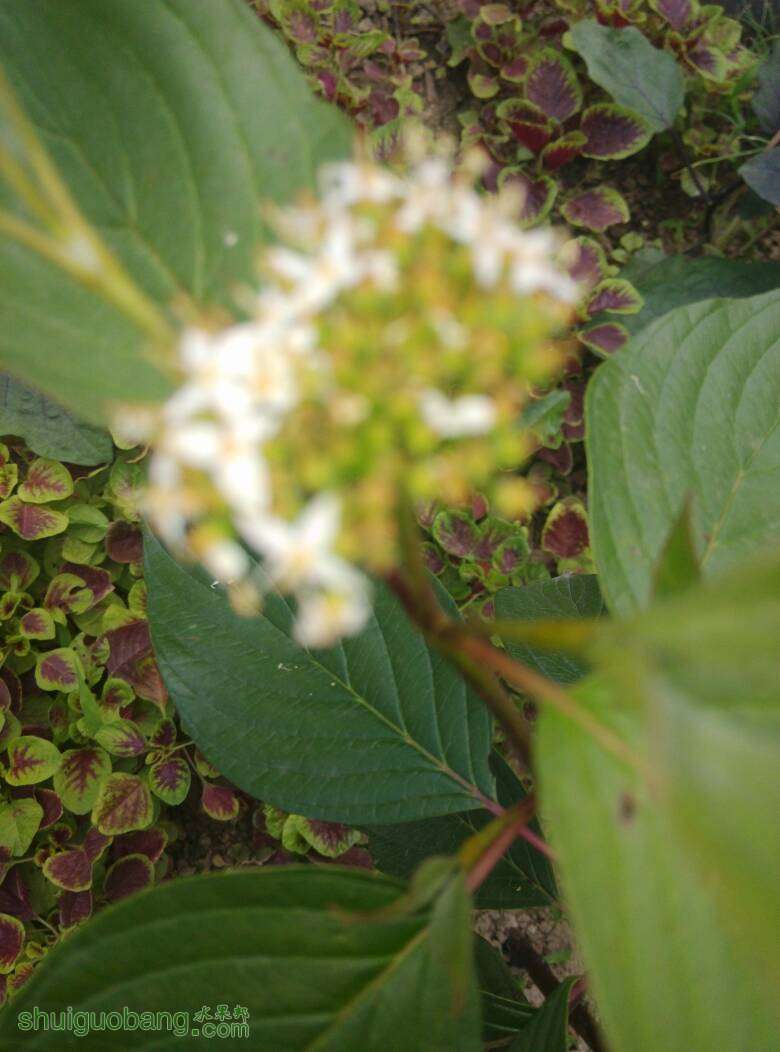 132041lhdccdy5dyb8ay80.jpg