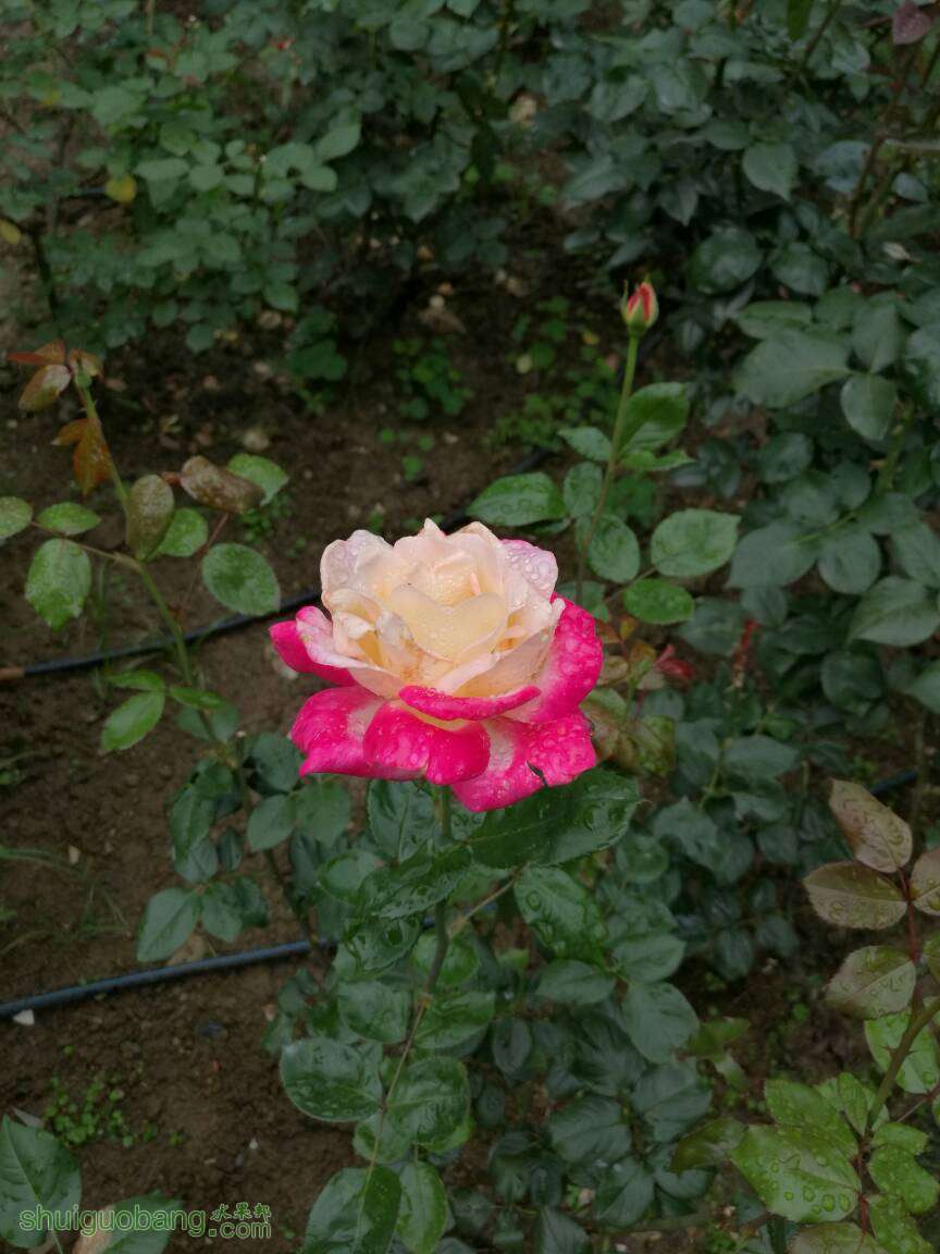 080051ctldkqcl5ldss4fs.jpg