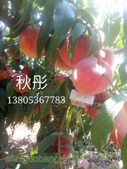 181327d3az1k2auni9v9ez.jpg