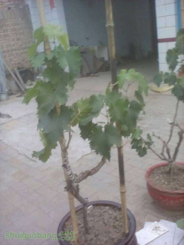 184047dudt0y7uoxwpumvi.jpg
