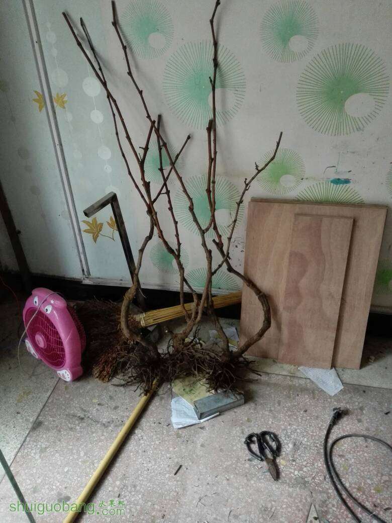 220015wpodd0kp4diiploo.jpg