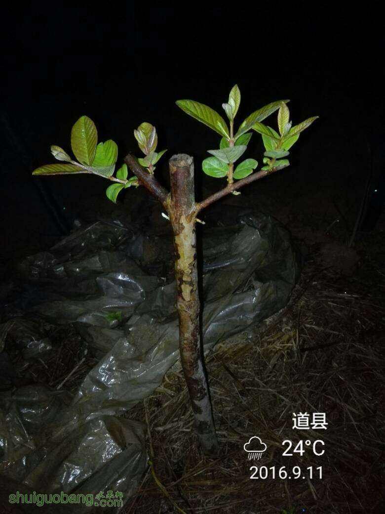 195256wtx6t8k2g6tkg5t6.jpg