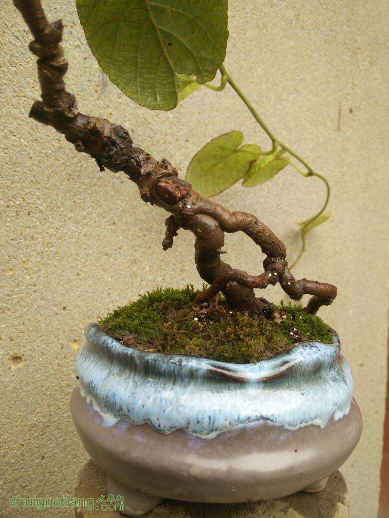 盆栽猕猴桃 - 盆景论坛 - 水果邦农人之家论坛