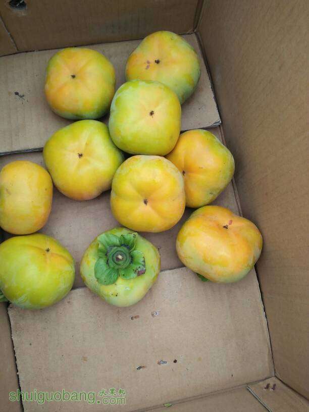 232647lb9g4bu4pkbp70gh.jpg