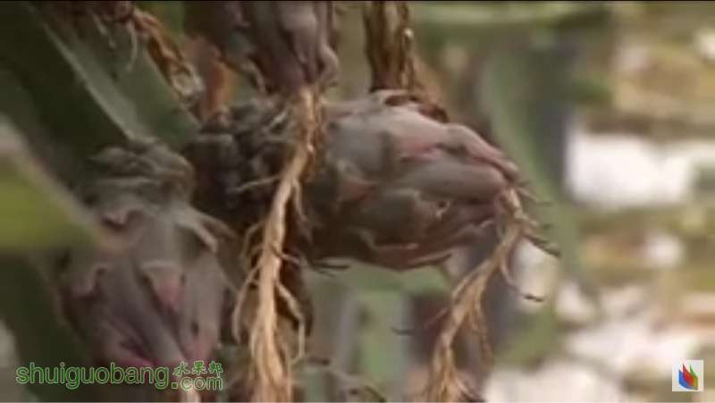 几乎近黑皮的火龙果