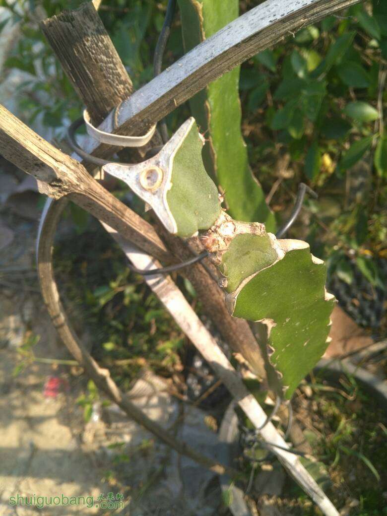 我的火龙果又开始长芽了