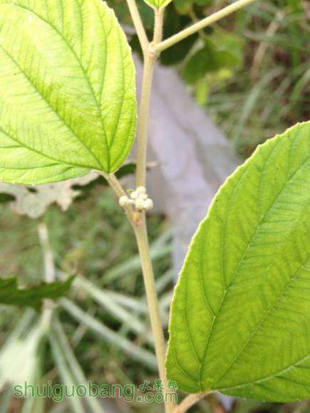 IMG_0592_С.jpg