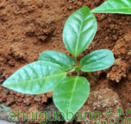 ��ƬҶ�ӵ�ʱ��