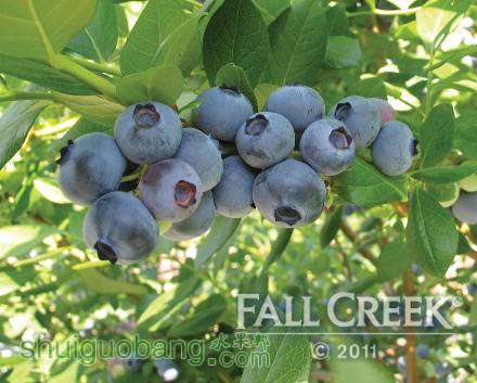 fall_creek_rebel_cluster_lr__large.jpg