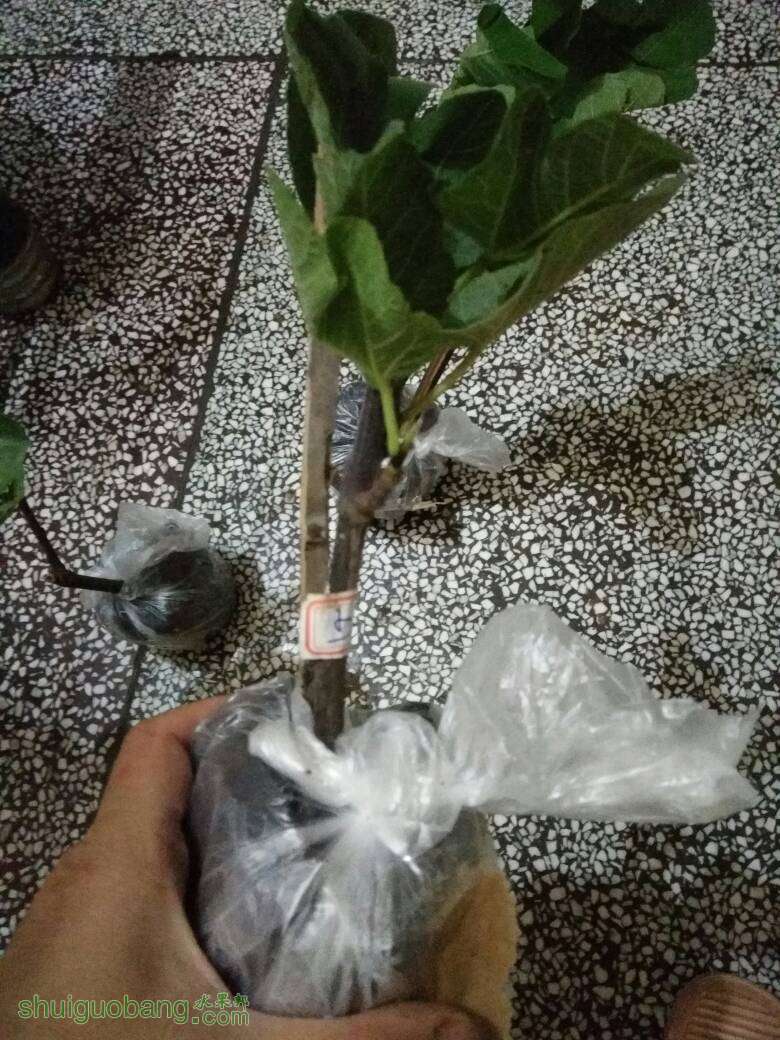 091208z2ptvzx1tpv7qp6t.jpg