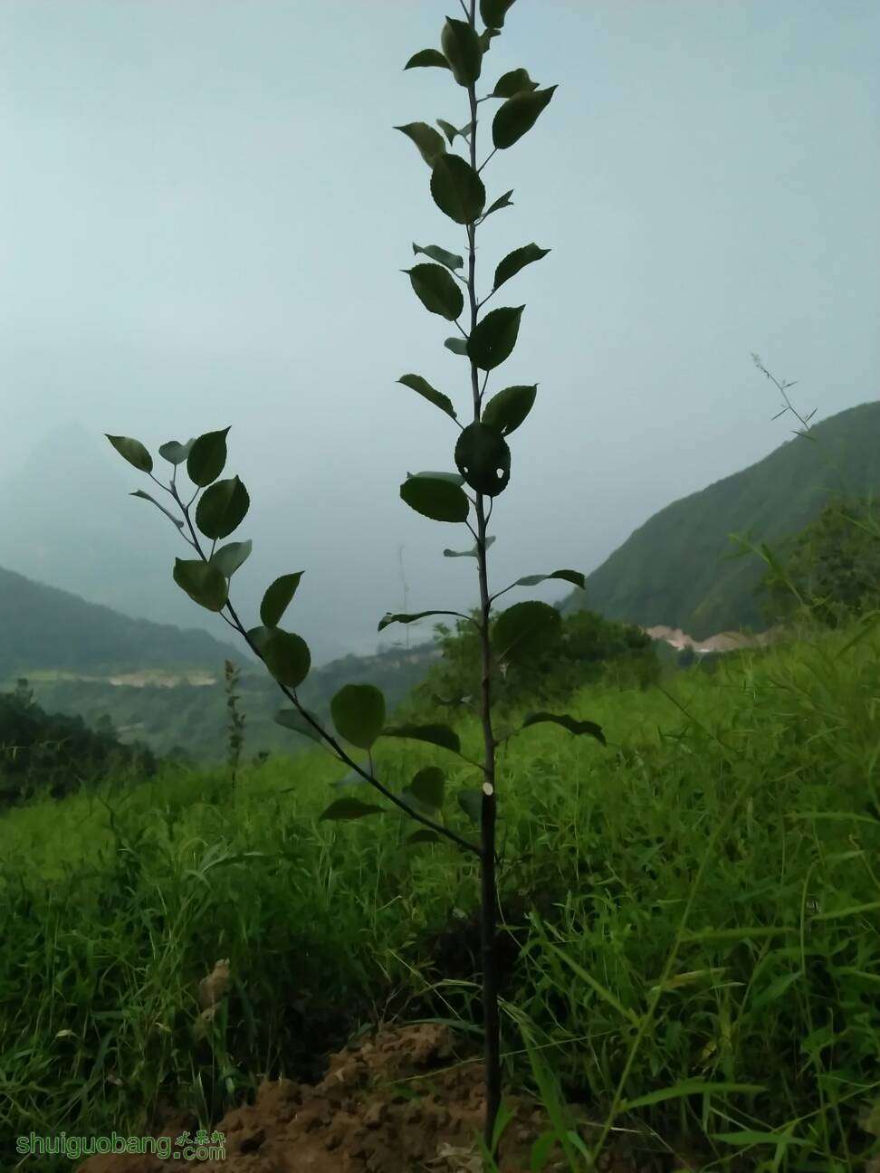 221454bw19ouyloxylunuy.jpg