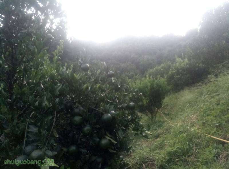 192753oa3u127u13ws641p.jpg
