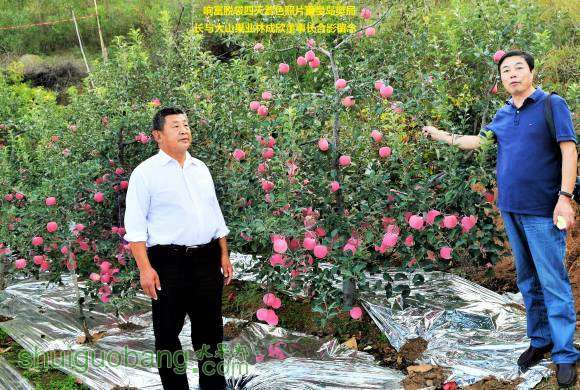 �츻������ɫ