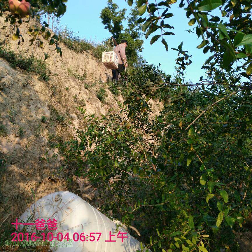 082124cjjry5vrohyayuma.jpg