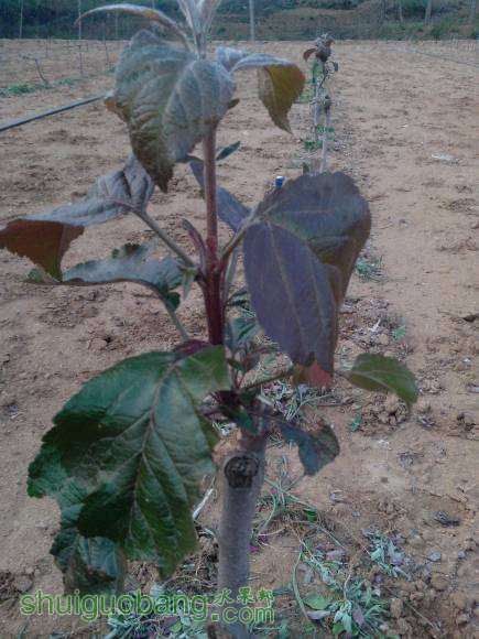 ��֦��ѿ�Ѿ���������