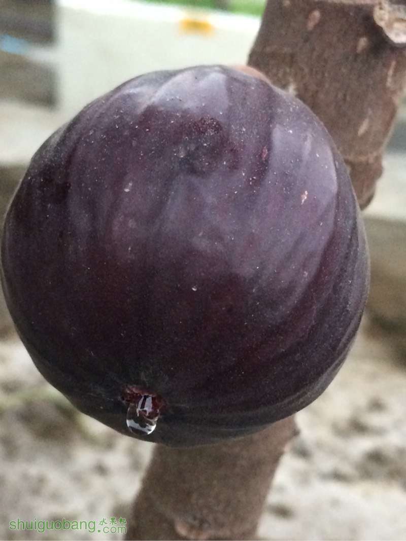 075729beaffzyyk68rak0y.jpg