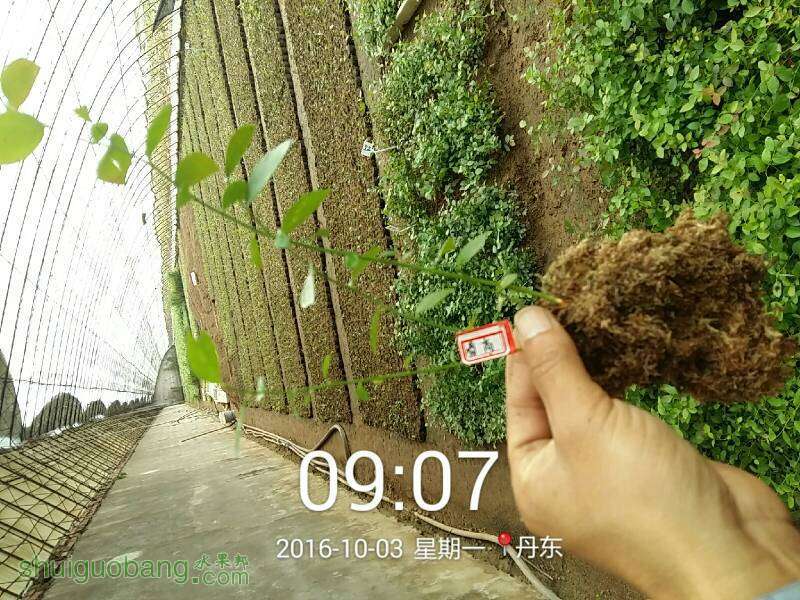 154636g6mzvuegrzo06rnn.jpg