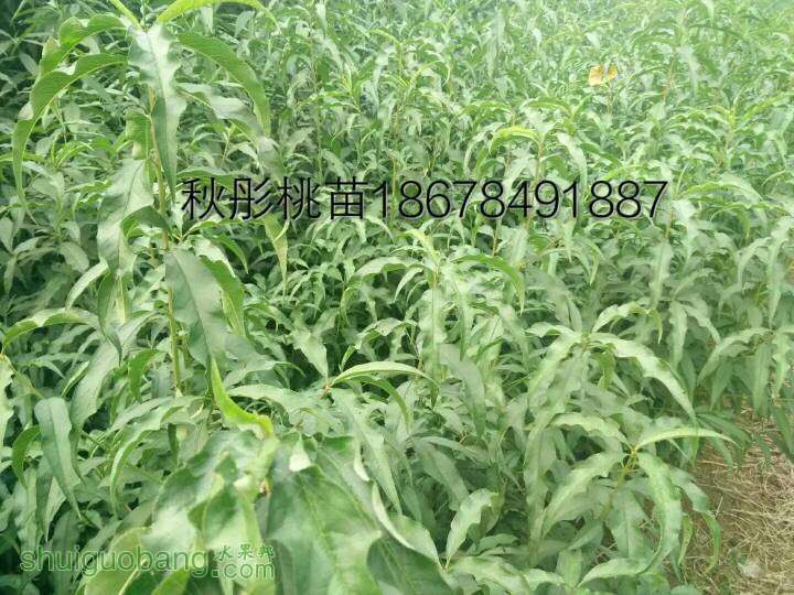 195955fe58n5444355o5on.jpeg