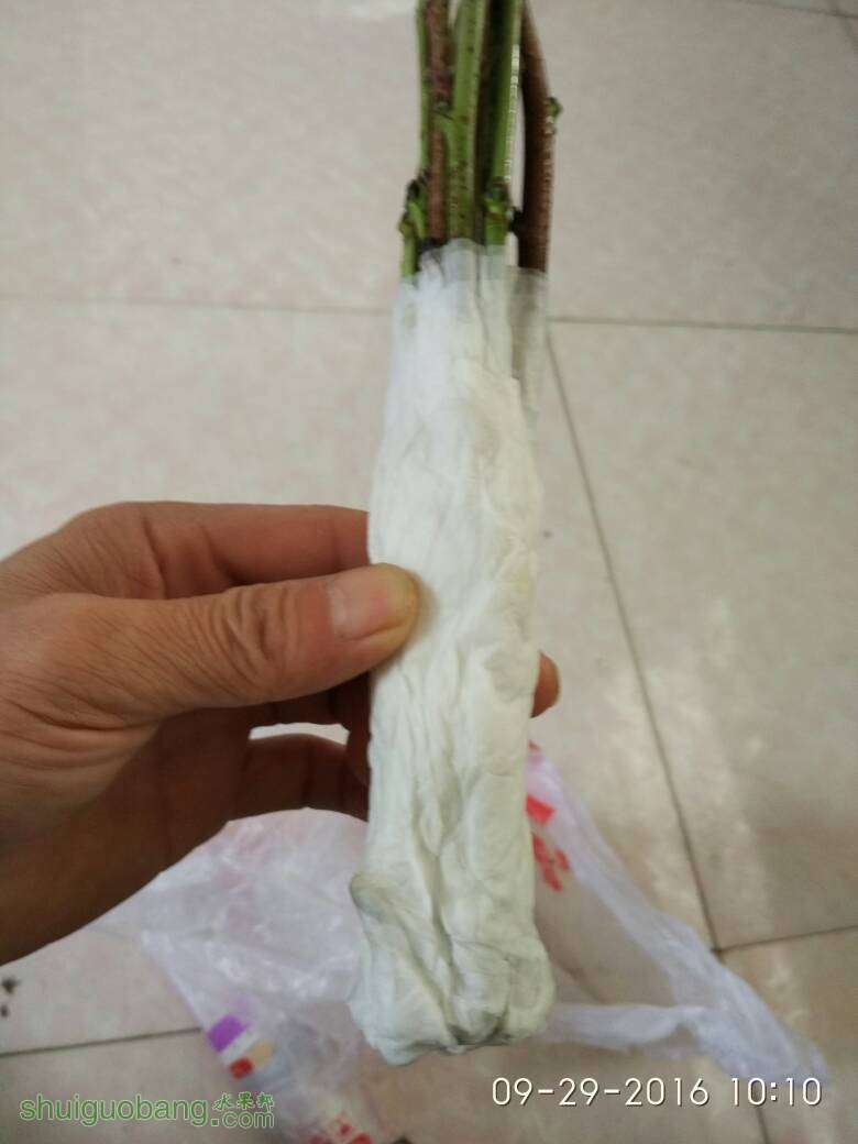 230024pjjtzdjbxutbhd3j.jpg
