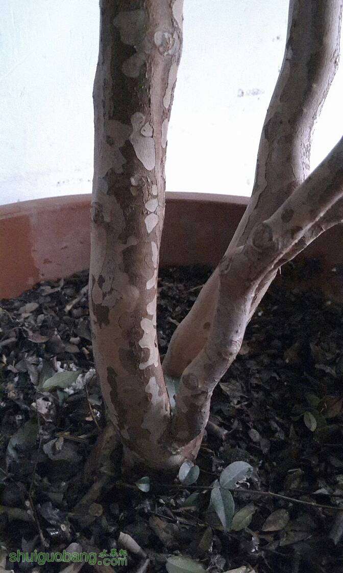 181152muua4ulguatarehu.jpg