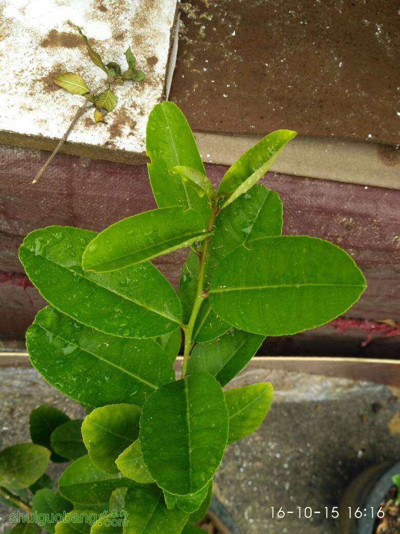 162038cbd3lpbtrupvrs27.jpg