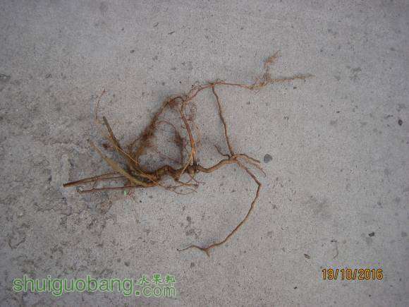 2��ʵ���磬�󲿷�֦����������ֻ���������ˣ�����ֱ��Լ1����