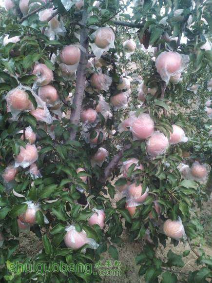 ����ƻ��