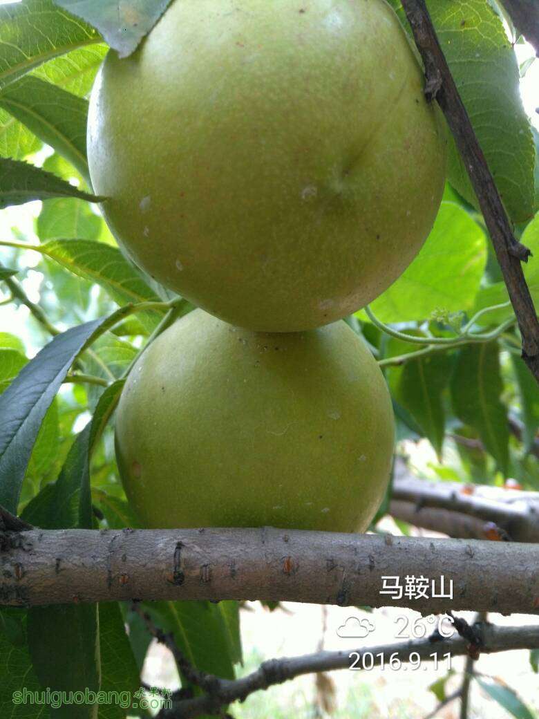 143439xkkm24hzlhm9qq00.jpg