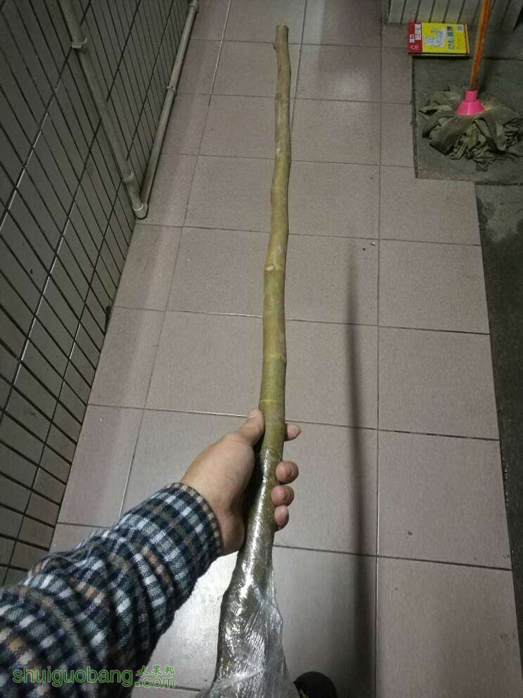012828q8rxluw8qblqauxx.jpg