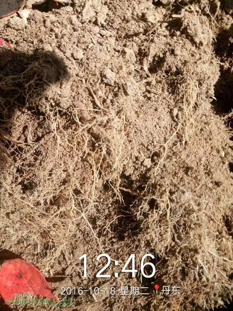 种蓝莓养的就是根?