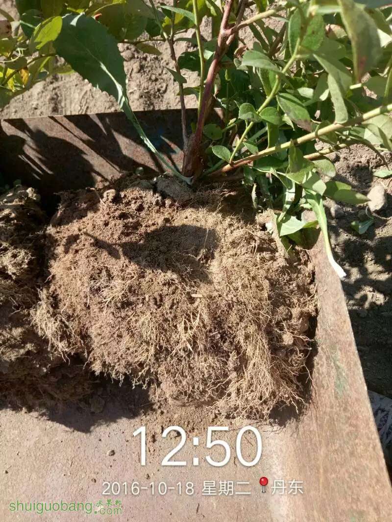 种蓝莓养的就是根?