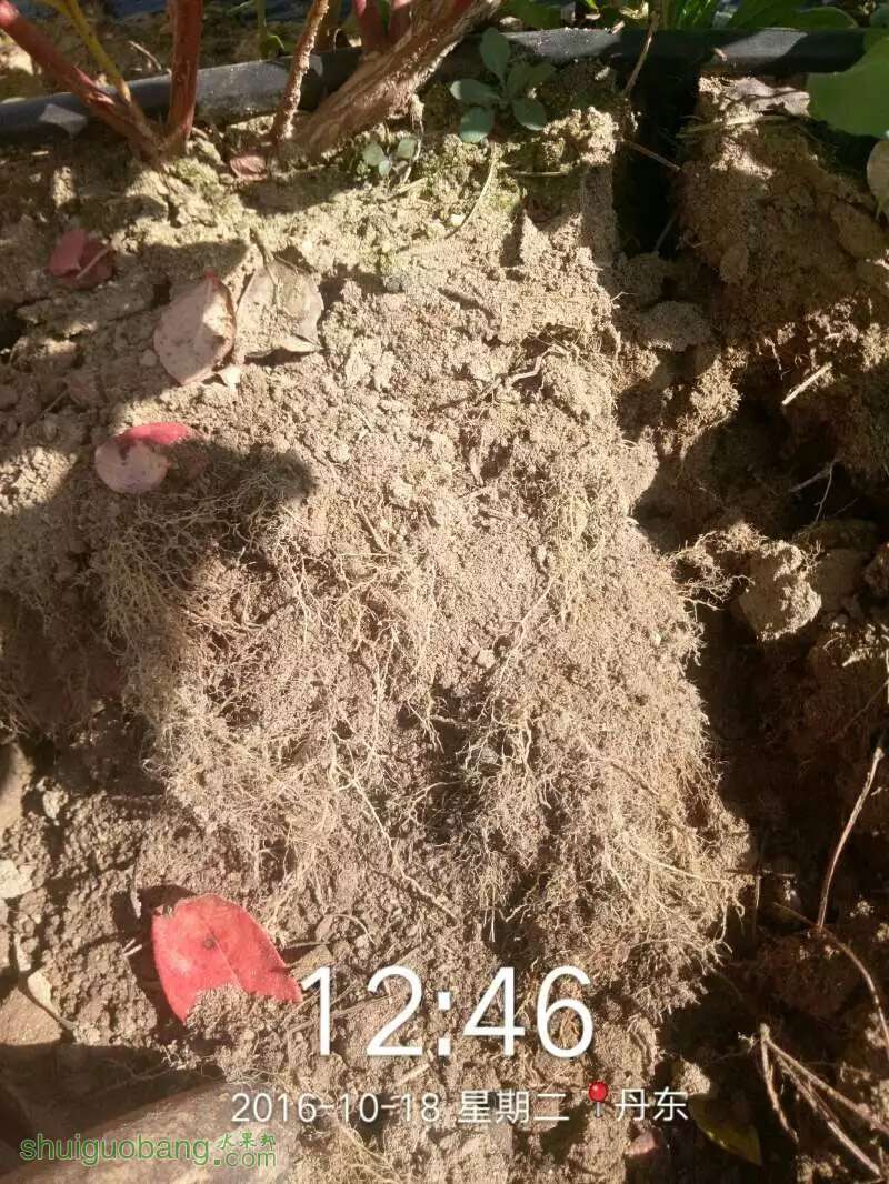 种蓝莓养的就是根?