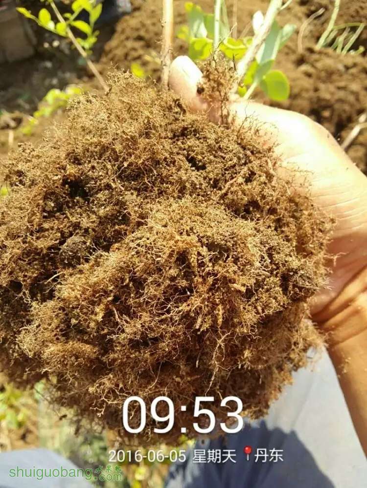 种蓝莓养的就是根?