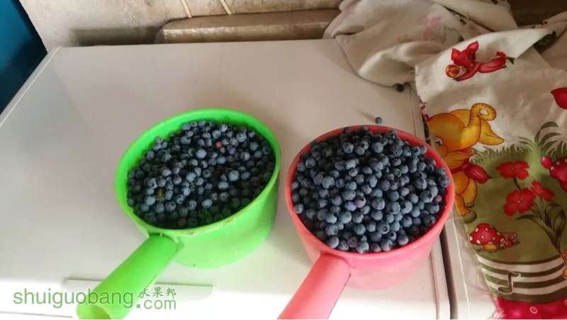 种蓝莓养的就是根?