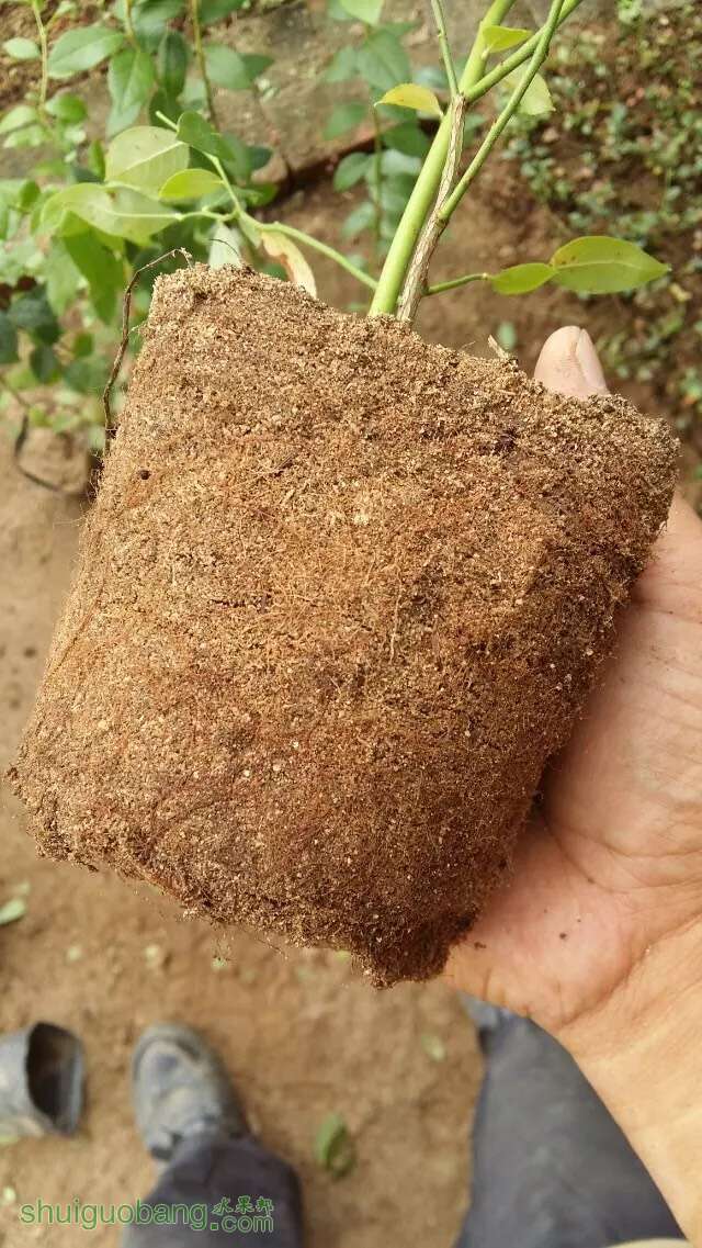 种蓝莓养的就是根?