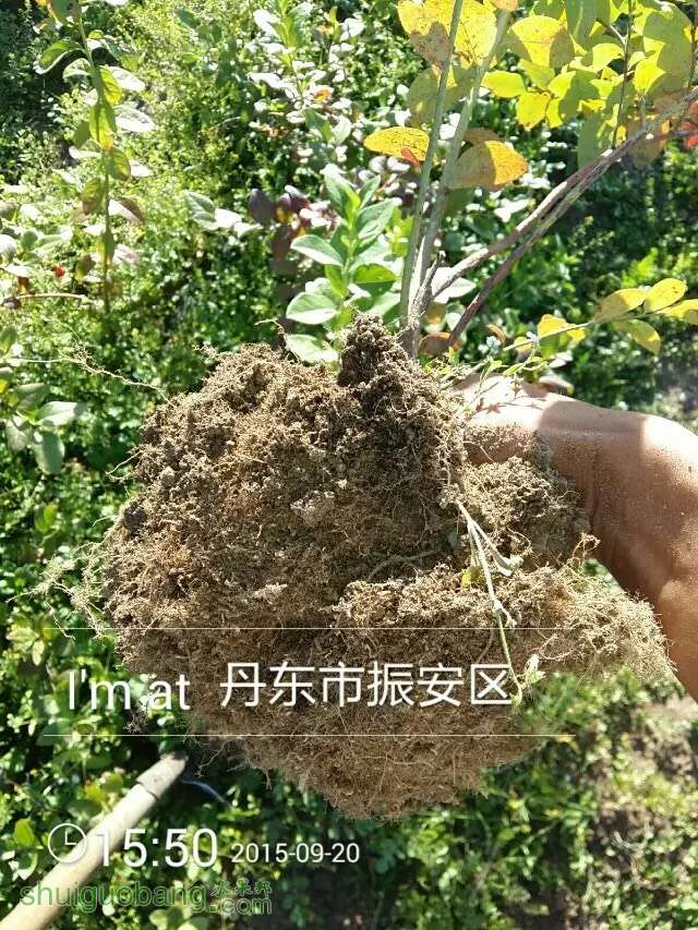 种蓝莓养的就是根?