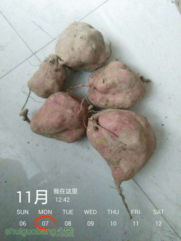 124358scchohdumsoeoi8z.jpg